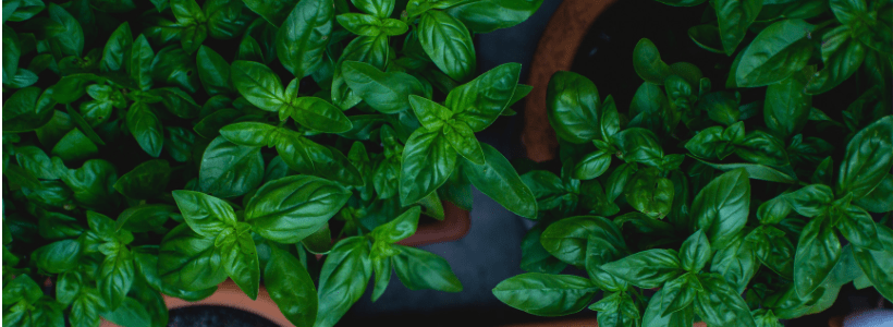 Guagamelan taistelu ja Obaman&nbsp;yrtit